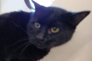 BK and Tanner are this week’s adoptable pets