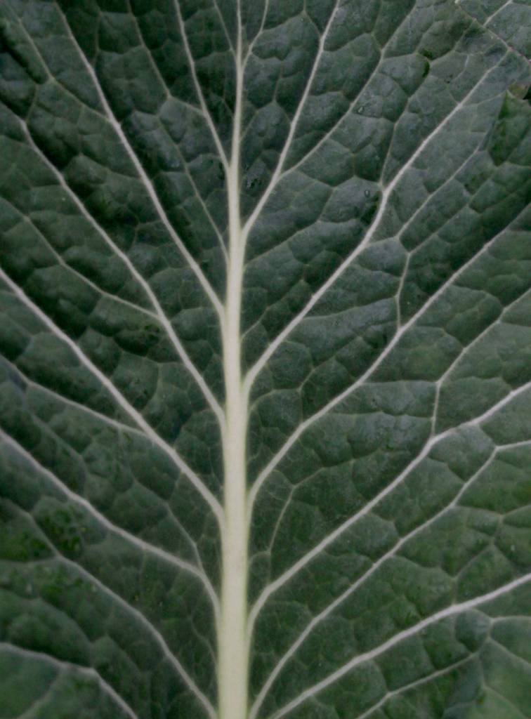 A fresh year for the farmers market | GALLERY