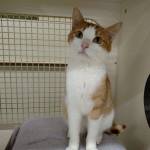 Hannibal and Duchess are this week’s adoptable pets