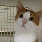 Hannibal and Duchess are this week’s adoptable pets