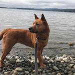 Hannibal and Duchess are this week’s adoptable pets