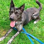 Rey and Brody are this week’s adoptable pets