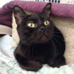 Rey and Brody are this week’s adoptable pets