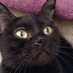 Rey and Brody are this week’s adoptable pets