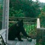 Trap set for Bainbridge bear