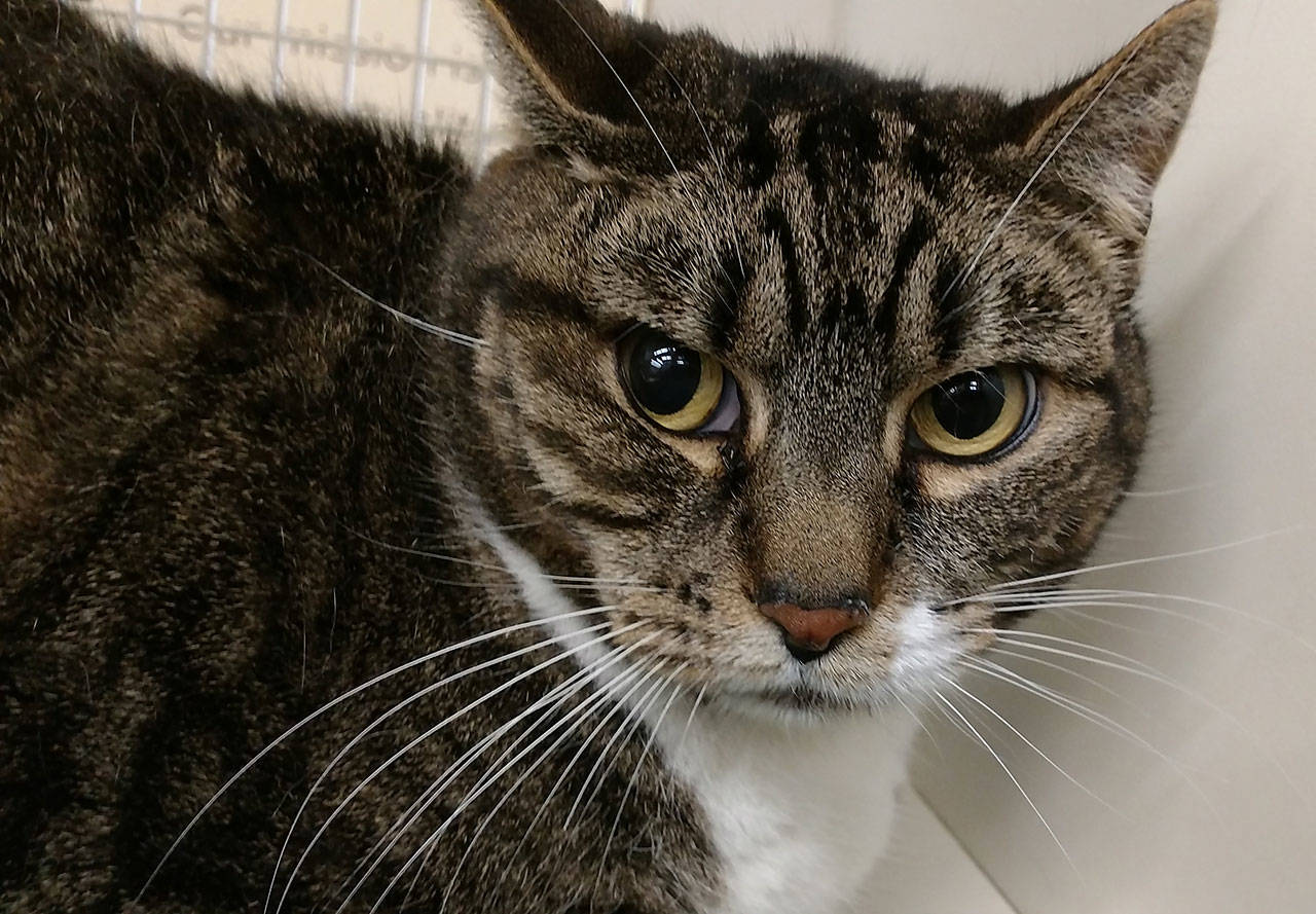 Coco and Dean are this week’s adoptable pets