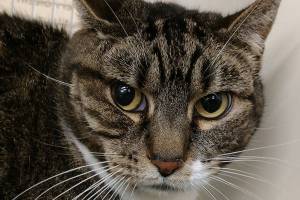 Coco and Dean are this week’s adoptable pets