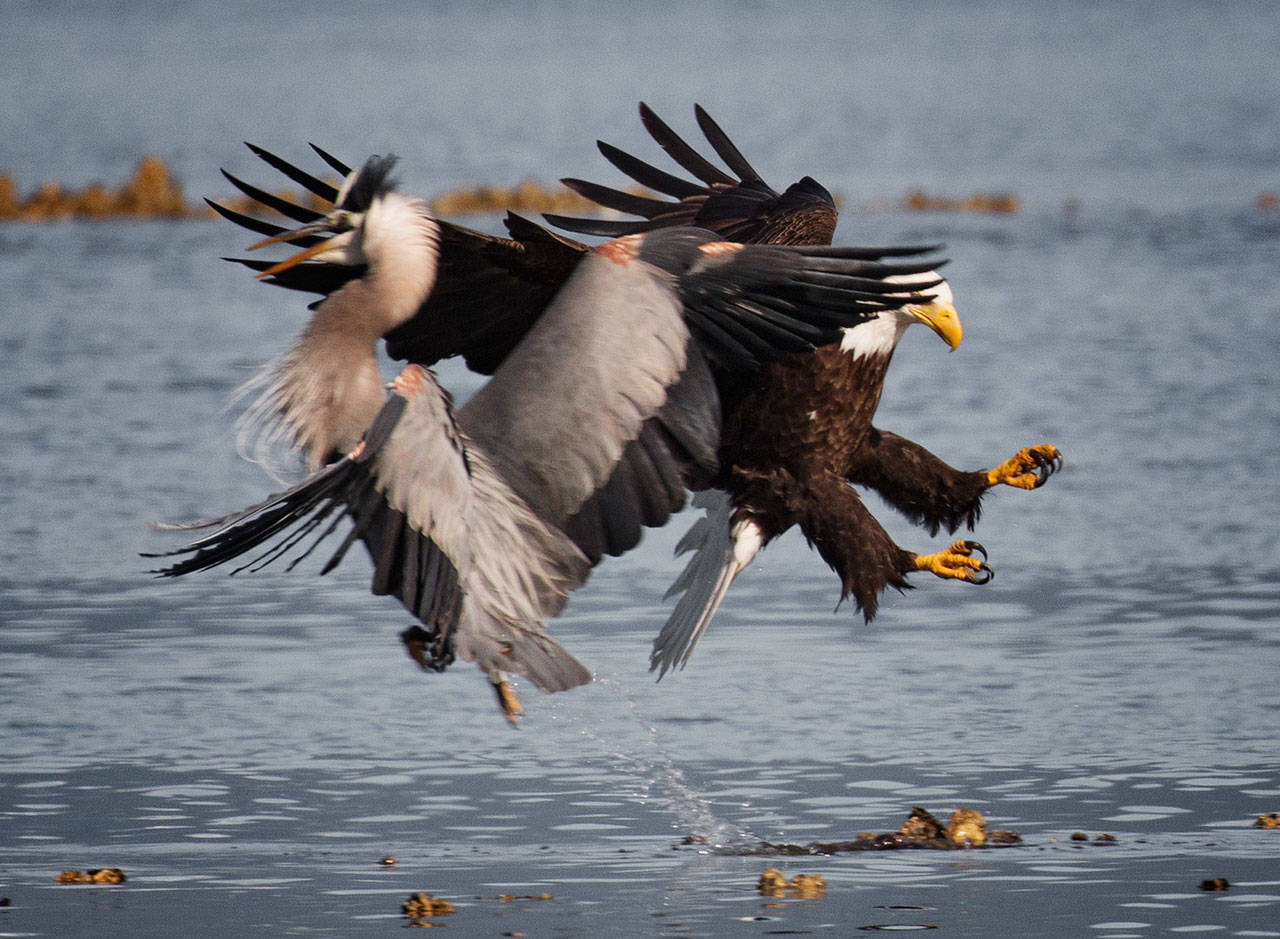 Dawn Bockus photo | The photograph which garnered the most awards at the Bainbridge Island Photo Club&rsquo;s annual July Fourth exhibition was Dawn Bockus&rsquo; &ldquo;Eagle and Heron in Battle for a Fish.&rdquo;
