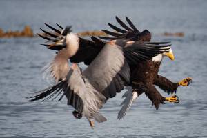 Bockus claims top prize in photo club holiday show