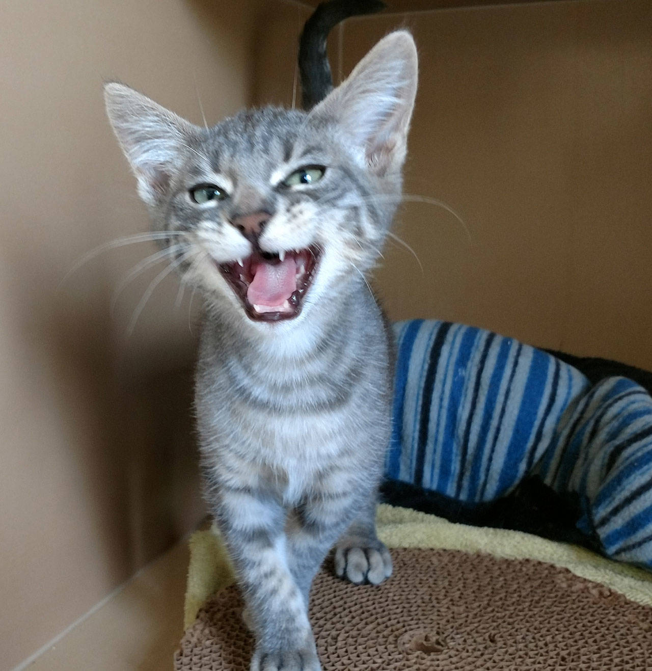 Binx and Blanche are this week’s adoptable pets