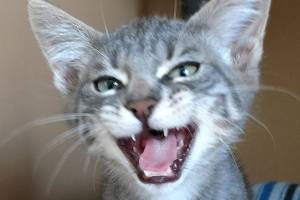 Binx and Blanche are this week’s adoptable pets