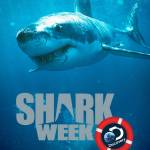 Image courtesy of Bainbridge Cinemas | Shark Week 2017,&rdquo; America&rsquo;s so-called favorite week of TV will make waves in movie theaters nationwide, including at Bainbridge Cinemas, for a one-night premiere event Tuesday, July 18.                                 Image courtesy of Bainbridge Cinemas | Shark Week 2017,&rdquo; America&rsquo;s so-called favorite week of TV will make waves in movie theaters nationwide, including at Bainbridge Cinemas, for a one-night premiere event Tuesday, July 18.                                 Image courtesy of Bainbridge Cinemas | Shark Week 2017,&rdquo; America&rsquo;s so-called favorite week of TV will make waves in movie theaters nationwide, including at Bainbridge Cinemas, for a one-night premiere event Tuesday, July 18.                                 Image courtesy of Bainbridge Cinemas | Shark Week 2017,&rdquo; America&rsquo;s so-called favorite week of TV will make waves in movie theaters nationwide, including at Bainbridge Cinemas, for a one-night premiere event Tuesday, July 18.