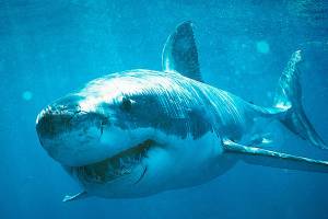 Image courtesy of Bainbridge Cinemas | Shark Week 2017,&rdquo; America&rsquo;s so-called favorite week of TV will make waves in movie theaters nationwide, including at Bainbridge Cinemas, for a one-night premiere event Tuesday, July 18.                                 Image courtesy of Bainbridge Cinemas | Shark Week 2017,&rdquo; America&rsquo;s so-called favorite week of TV will make waves in movie theaters nationwide, including at Bainbridge Cinemas, for a one-night premiere event Tuesday, July 18.                                 Image courtesy of Bainbridge Cinemas | Shark Week 2017,&rdquo; America&rsquo;s so-called favorite week of TV will make waves in movie theaters nationwide, including at Bainbridge Cinemas, for a one-night premiere event Tuesday, July 18.                                 Image courtesy of Bainbridge Cinemas | Shark Week 2017,&rdquo; America&rsquo;s so-called favorite week of TV will make waves in movie theaters nationwide, including at Bainbridge Cinemas, for a one-night premiere event Tuesday, July 18.