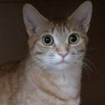 ‘Purr-fect’ adoption event at Bainbridge Island City Hall