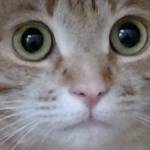 ‘Purr-fect’ adoption event at Bainbridge Island City Hall