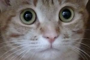 ‘Purr-fect’ adoption event at Bainbridge Island City Hall