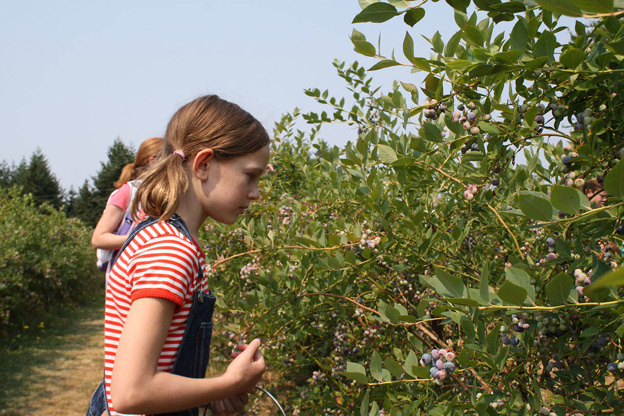 Picking the blues on Bainbridge Island