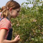 Picking the blues on Bainbridge Island