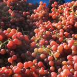 Eleven Winery hosts live music, tasting event to benefit Bike Works