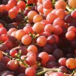 Eleven Winery hosts live music, tasting event to benefit Bike Works
