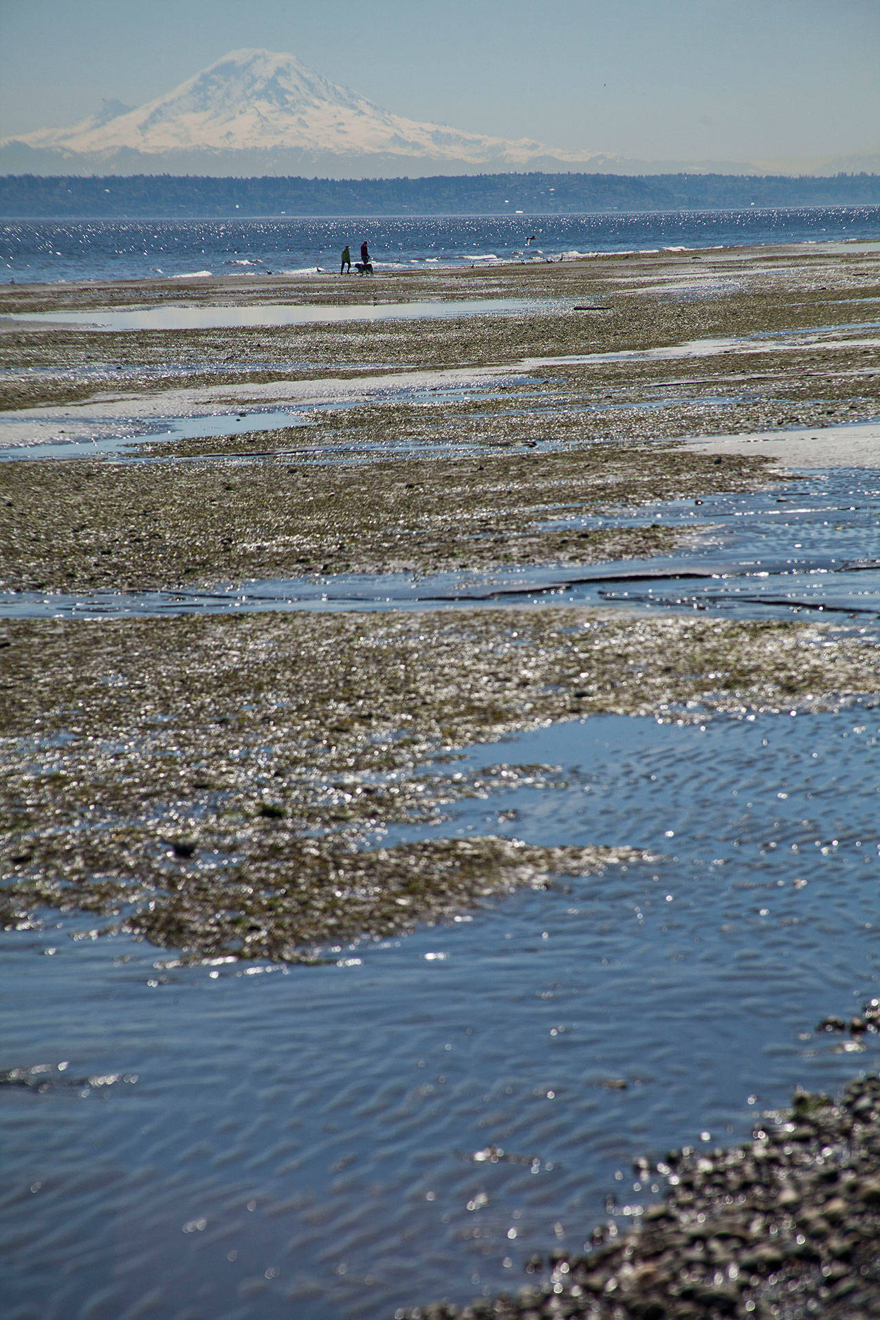 Luciano Marano | The Bainbridge Island Review Shellfish harvesting will be closed along the eastern shoreline of Bainbridge Island.