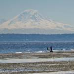 Shellfish harvesting advisory: Bainbridge’s eastern shore closed after rise in toxins