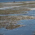 Shellfish advisory: closure expanded