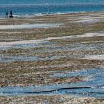 Shellfish advisory: closure expanded