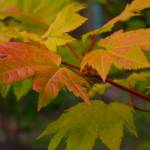 Fall garden solutions and tips | Garden Life