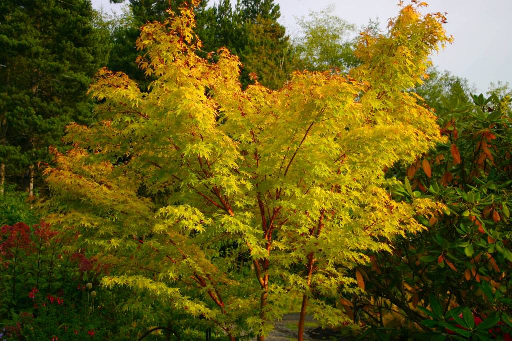 Fall garden solutions and tips | Garden Life