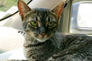 Siren and Benny are this week’s adoptable pets