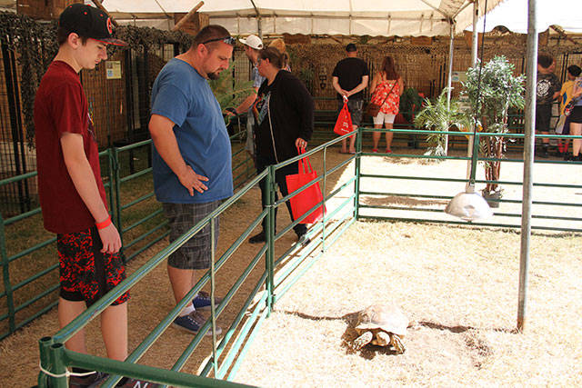 94th Kitsap County Fair & Stampede | Photo gallery