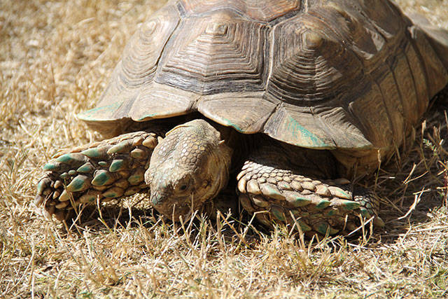 94th Kitsap County Fair & Stampede | Photo gallery