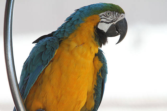 94th Kitsap County Fair & Stampede | Photo gallery