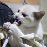 Kitty Hall on Bainbridge | Photo gallery