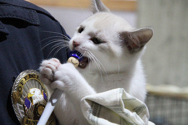 Kitty Hall on Bainbridge | Photo gallery