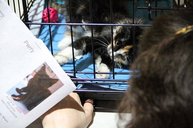 Kitty Hall on Bainbridge | Photo gallery