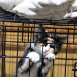 Kitty Hall on Bainbridge | Photo gallery