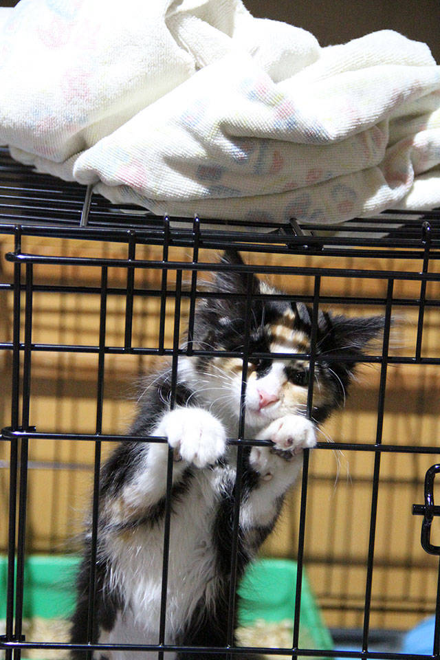 Kitty Hall on Bainbridge | Photo gallery