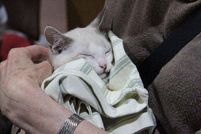 Kitty Hall on Bainbridge | Photo gallery