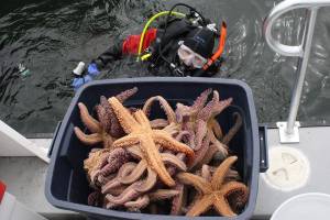 Sea stars spared thanks to island effort