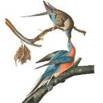 John James Audubon painting of extinct Passenger Pigeon. (Courtesy John James Audubon Center at Mill Grove, Audubon, PA, and the Montgomery County, PA, Audubon.)