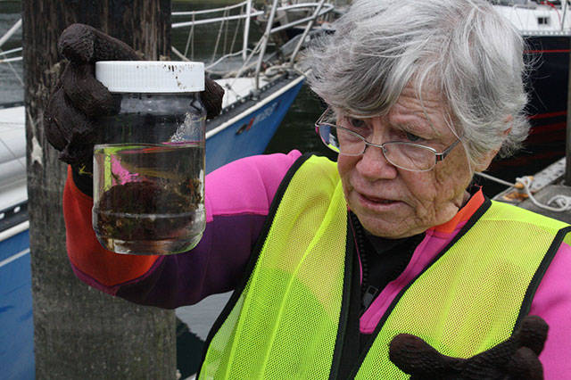 Islanders go deep to save sea life | Photo gallery