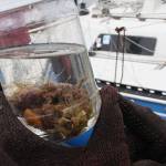 Islanders go deep to save sea life | Photo gallery