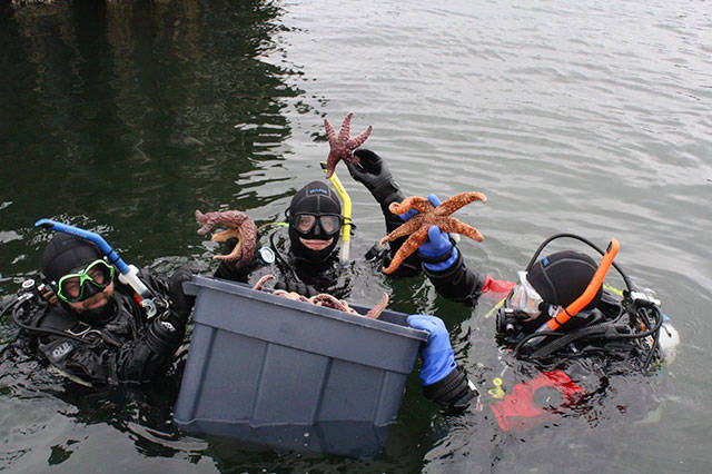 Islanders go deep to save sea life | Photo gallery