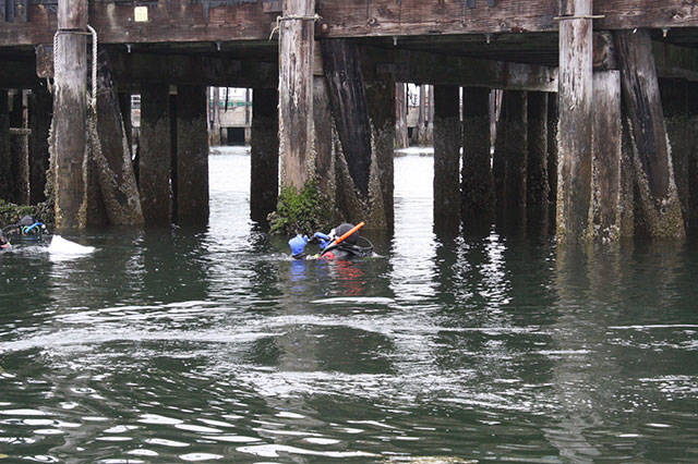 Islanders go deep to save sea life | Photo gallery