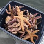 Islanders go deep to save sea life | Photo gallery