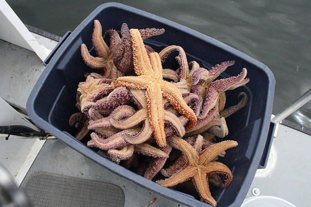 Islanders go deep to save sea life | Photo gallery