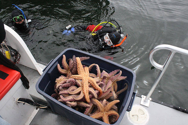 Islanders go deep to save sea life | Photo gallery