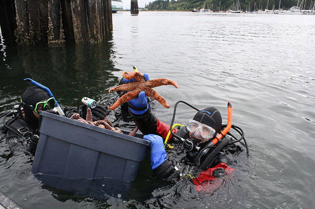 Islanders go deep to save sea life | Photo gallery